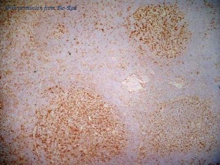Bio-Rad MCA1590SBV610 image 1