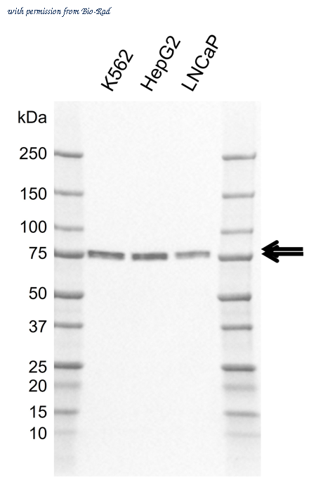 Bio-Rad MCA6427GA image 1