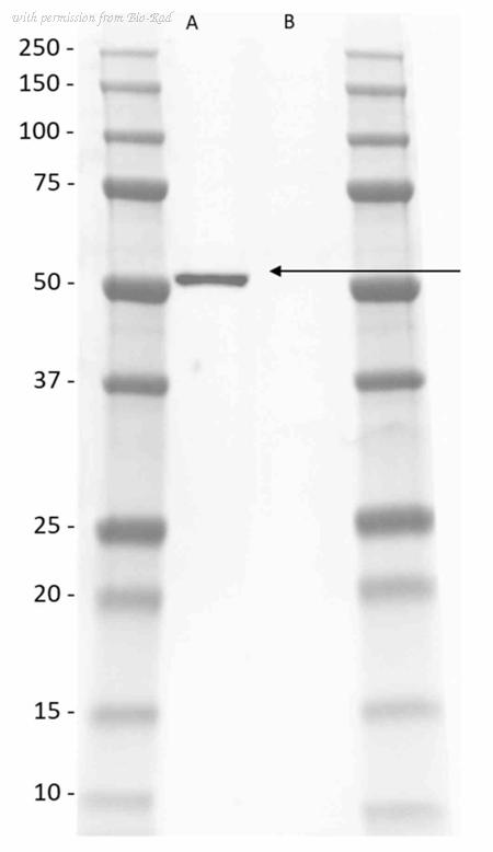 Bio-Rad TZA037 image 1