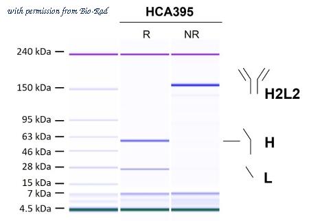 Bio-Rad HCA395 image 1