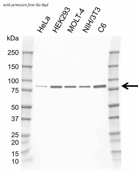 Bio-Rad MCA6436GA image 1
