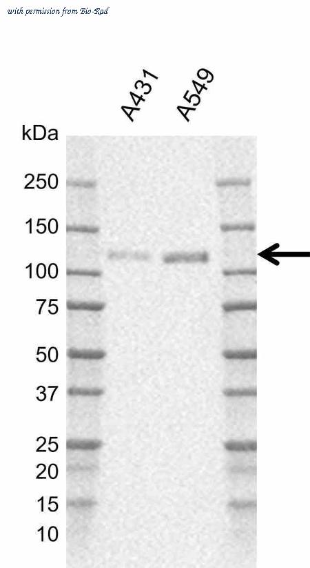 Bio-Rad MCA6437GA image 1