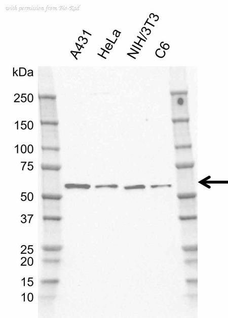 Bio-Rad MCA6442GA image 1