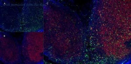 Bio-Rad MCA74SBUV540 image 1