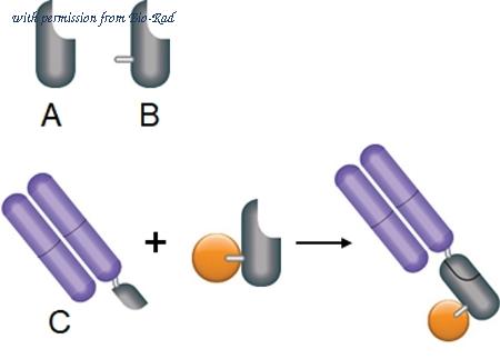 Bio-Rad TZC040B image 1
