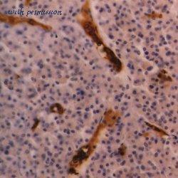 Bio-Rad MCA506A647T image 1