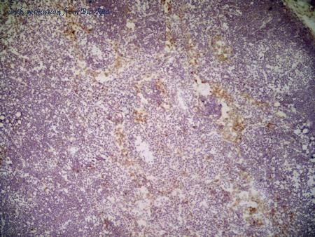 Bio-Rad MCA2392A488T image 1