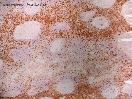 Bio-Rad MCA1226A700T image 1