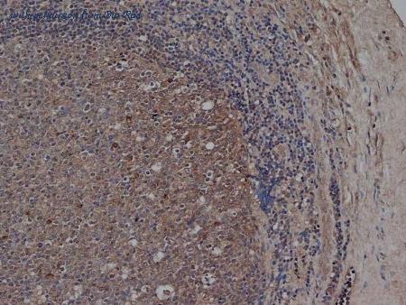 Bio-Rad MCA2501T image 1