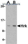 Bio-Rad AHP1178T image 1