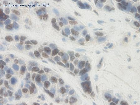 Bio-Rad AHP1617 image 1
