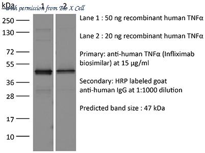 Bio X Cell SIM0006-25MG image 1