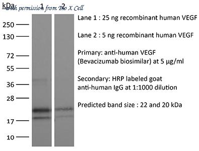 Bio X Cell SIM0007-50MG image 1