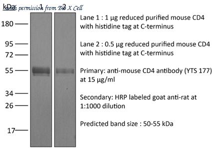 Bio X Cell BP0003-3-5MG image 1