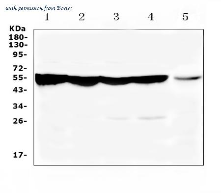 Boster A00761-1 image 1