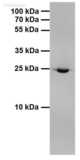 ChromoTek GmbH 6g9-20 image 1