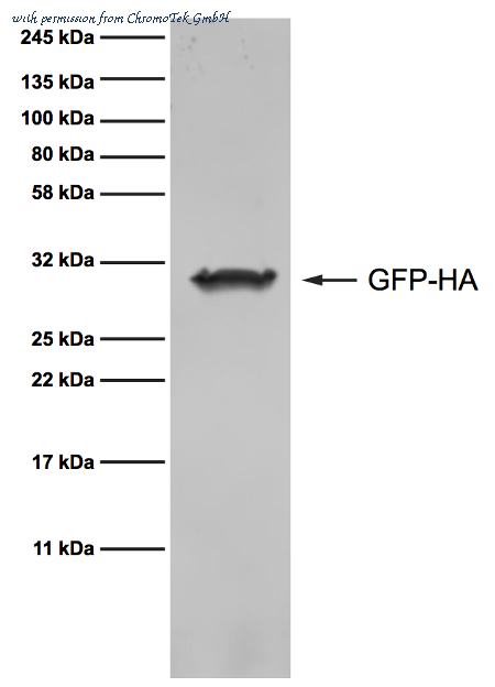 ChromoTek GmbH 7c9-20 image 1