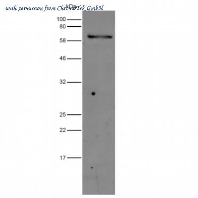 ChromoTek GmbH 32f6-20 image 1