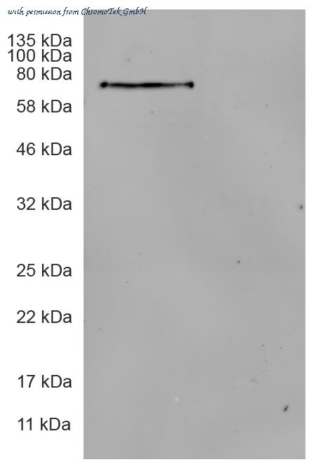 ChromoTek GmbH 28a8-20 image 1