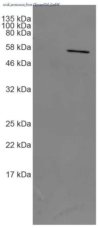 ChromoTek GmbH 6f9-20 image 1
