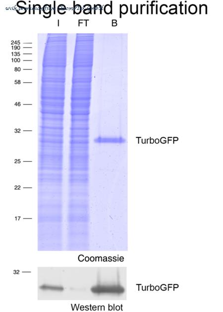 ChromoTek GmbH tbta-20 image 1