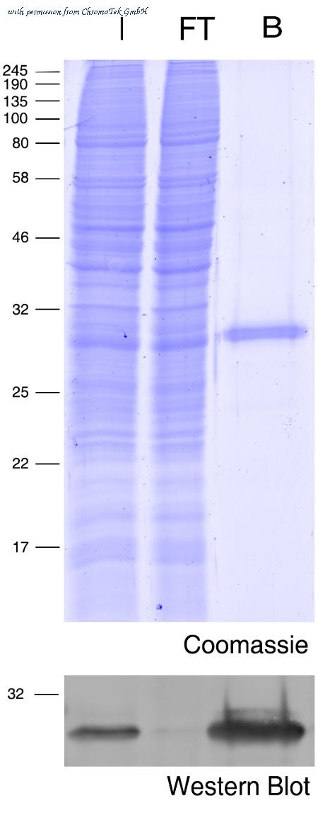 ChromoTek GmbH tbtma-20 image 1