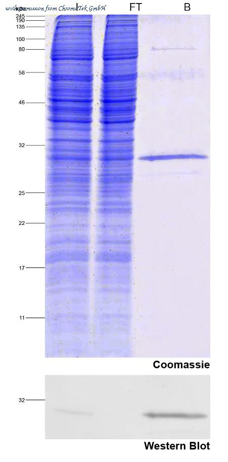 ChromoTek GmbH eta-20 image 1