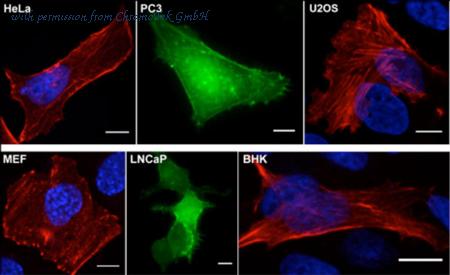 ChromoTek GmbH acg-n image 1