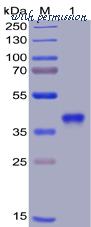 DIMA Biotechnology PME100036 image 1