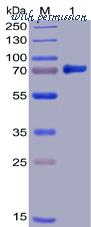 DIMA Biotechnology PME100012 image 1