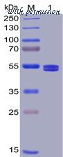 DIMA Biotechnology PME100020 image 1