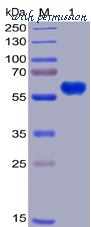 DIMA Biotechnology PME100011 image 1