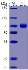 DIMA Biotechnology PME100027 image 1