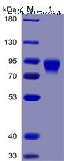 DIMA Biotechnology PME100029 image 1