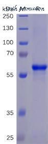 DIMA Biotechnology PME100460 image 1