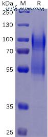 DIMA Biotechnology PME100469 image 1