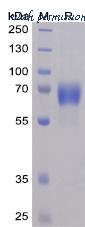 DIMA Biotechnology PME100059 image 1