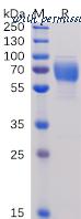 DIMA Biotechnology PME100477 image 1