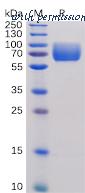 DIMA Biotechnology PME100474 image 1