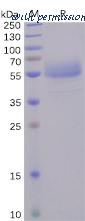 DIMA Biotechnology PME100484 image 1