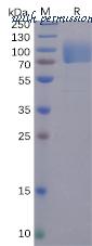 DIMA Biotechnology PME100493 image 1