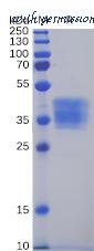 DIMA Biotechnology PME100063 image 1