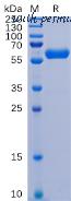 DIMA Biotechnology PME100487 image 1