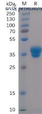 DIMA Biotechnology PME100499 image 1