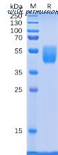DIMA Biotechnology PME100084 image 1