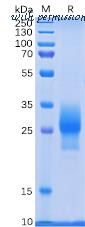 DIMA Biotechnology PME100502 image 1