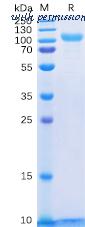 DIMA Biotechnology PME100088 image 1