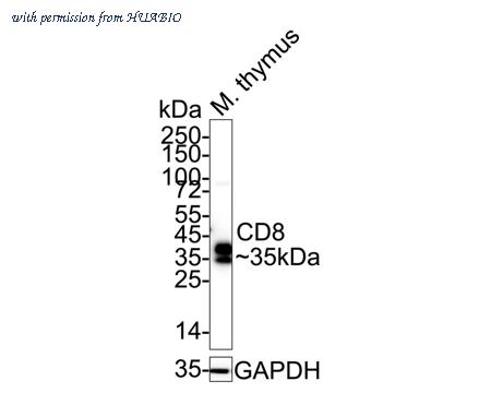 HUABIO 0108-7 image 1