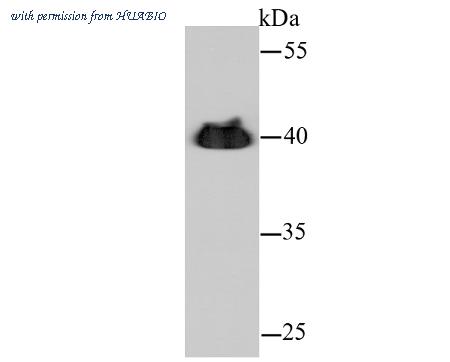 HUABIO 0407-3 image 2