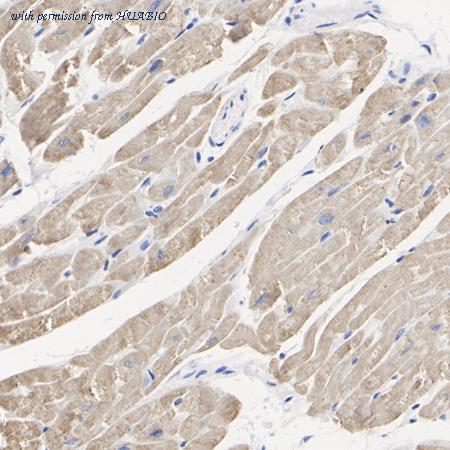 HUABIO 0407-3 image 3